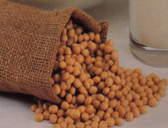 Picture of dried soybeans